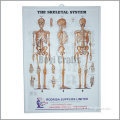 medical poster, advertising plastic poster for hospital clinic